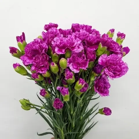 bc70cb9813ad60bef78dd3844022d2fd.webp
