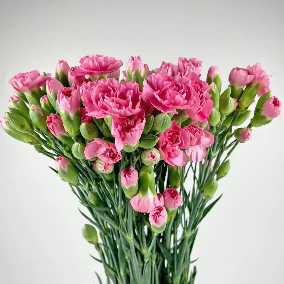carnation-dark-pink.webp