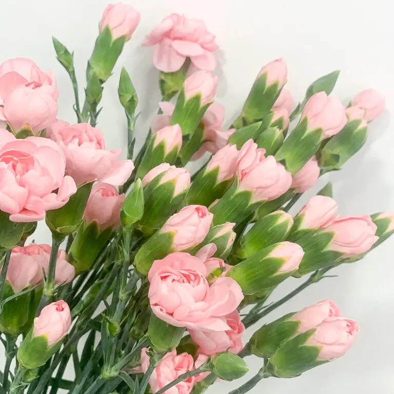 Pink-Spray-Carnation-768x768.webp