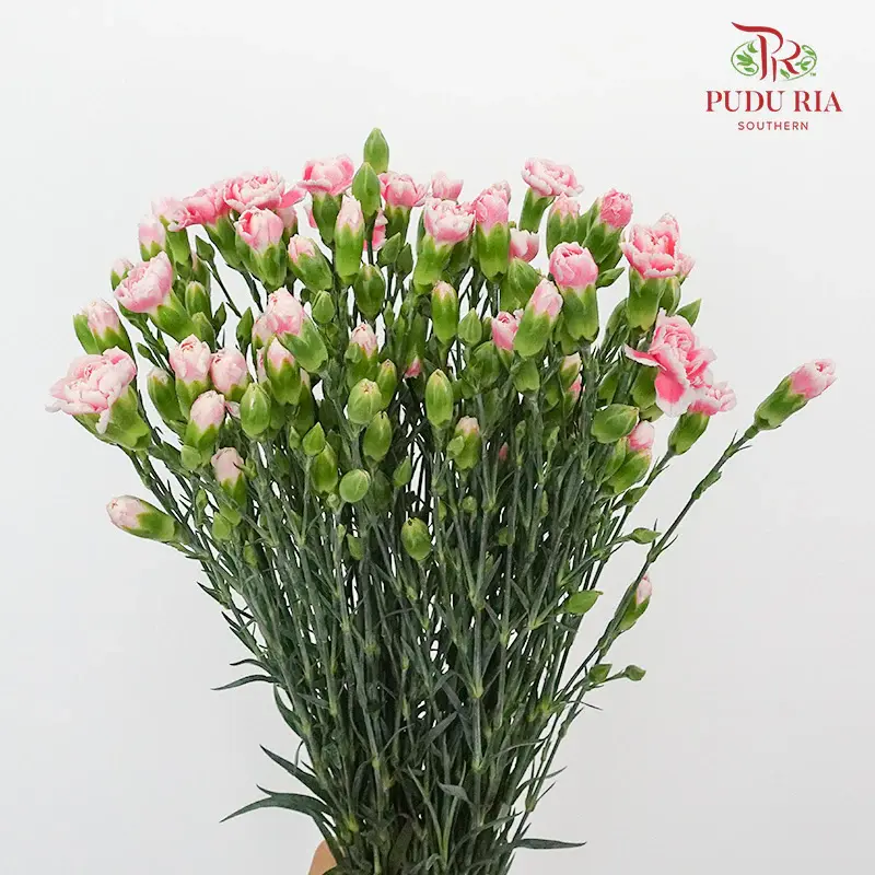 24_2bafb951-b4fa-4ec3-b21d-08ae33dd6006.webp