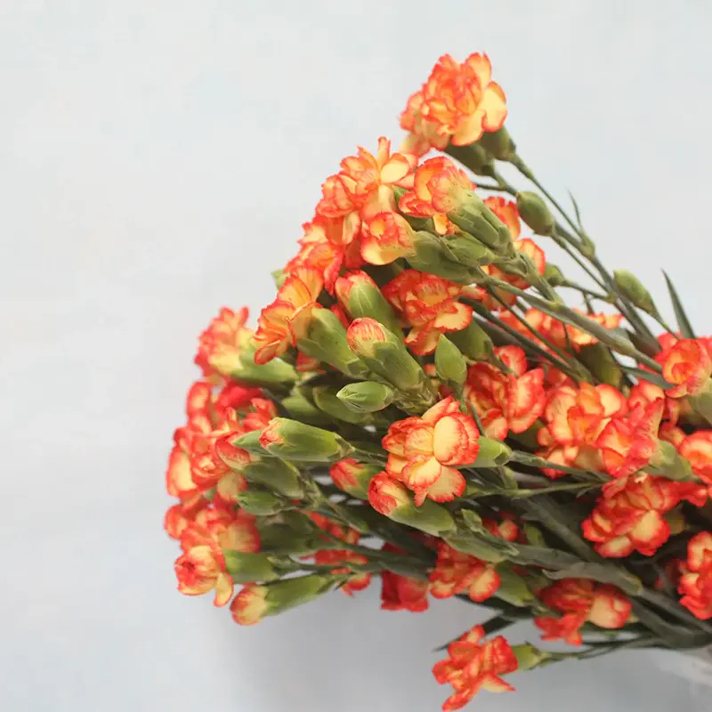 SprayedCarnationflower_1.webp