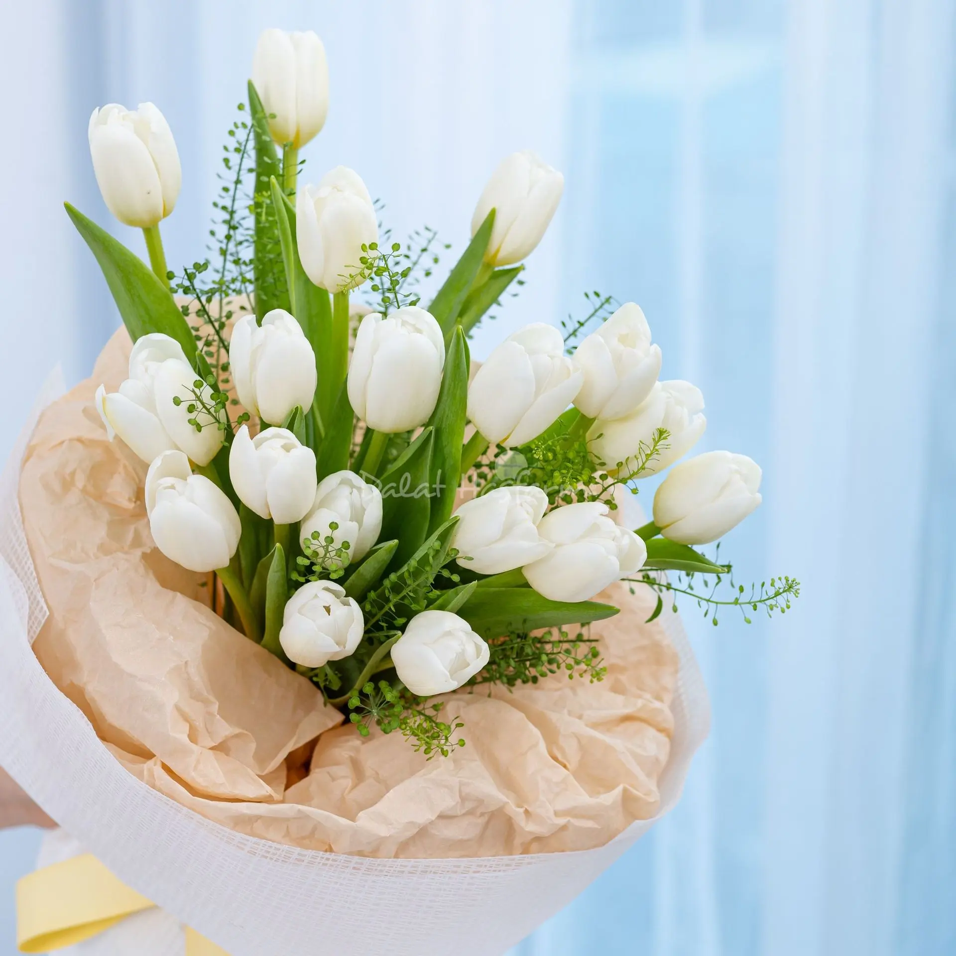 1727161211_66f2637bdc399.webp