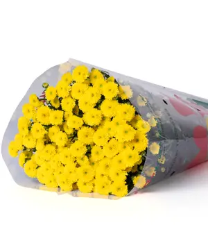14743_cuc-calimero-vang-10-canh.webp