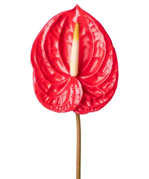156_hong-mon-do-10-canh-loai-a.webp