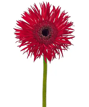 1365_dong-tien-tua-do-20-canh.webp