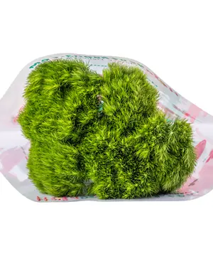 791_green-wicky-5-canh.webp