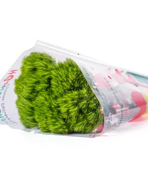 11842_green-wicky-5-canh.webp