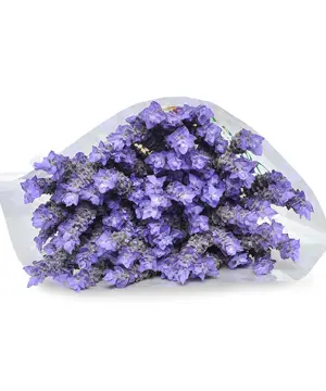 2035_lavender-tuoi-100-canh.webp