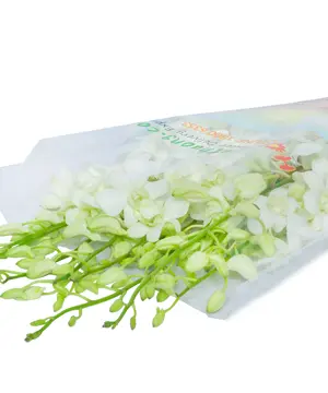 1623_lan-thai-trang-12-canh.webp