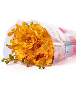 6361_lan-moka-vang-nen-10-canh.webp