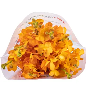 366_lan-moka-vang-nen-10-canh.webp