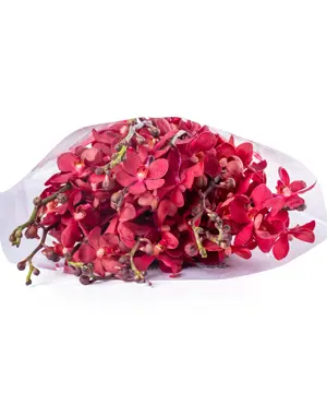 363_lan-moka-do-10-canh.webp