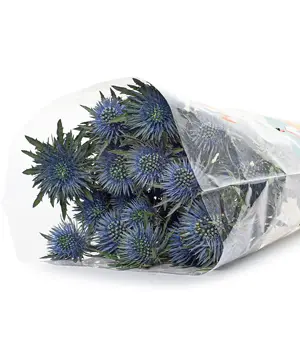 12174_nhim-bien-a-5-canh.webp