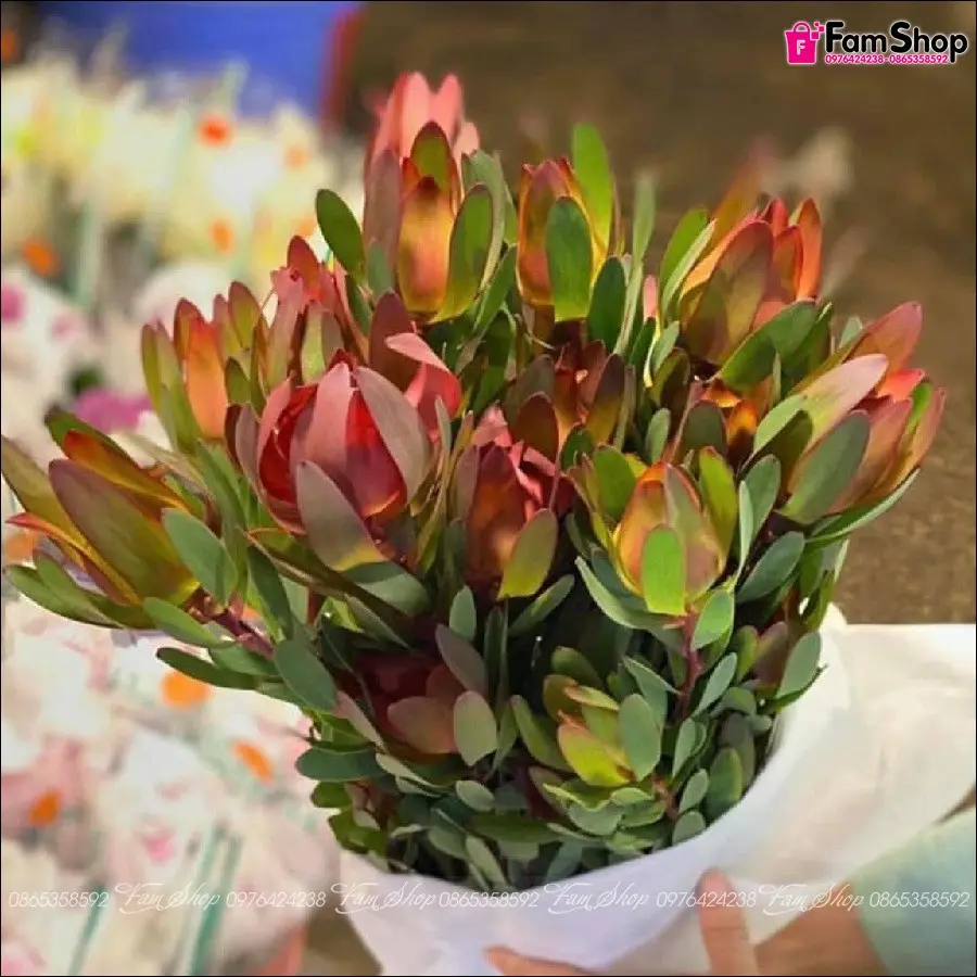 hoa-tulip-nam-phi-tuoi-nhap-khau-htlnp200 (1).webp
