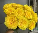 Ohara Vang.webp