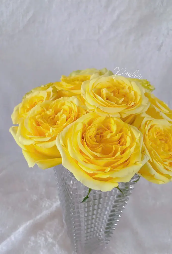 Ohara Vang  1.webp