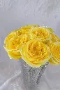 Ohara Vang  1.webp