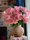 Ohara  hong.webp