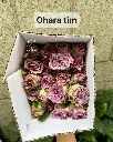 Ohara Tim 3.webp