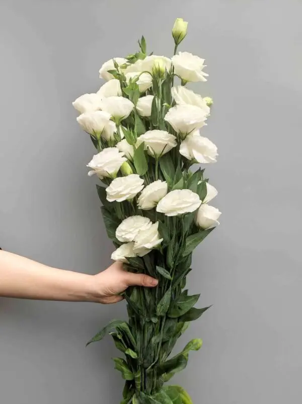 a1-1-600x802.webp