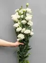 a1-1-600x802.webp