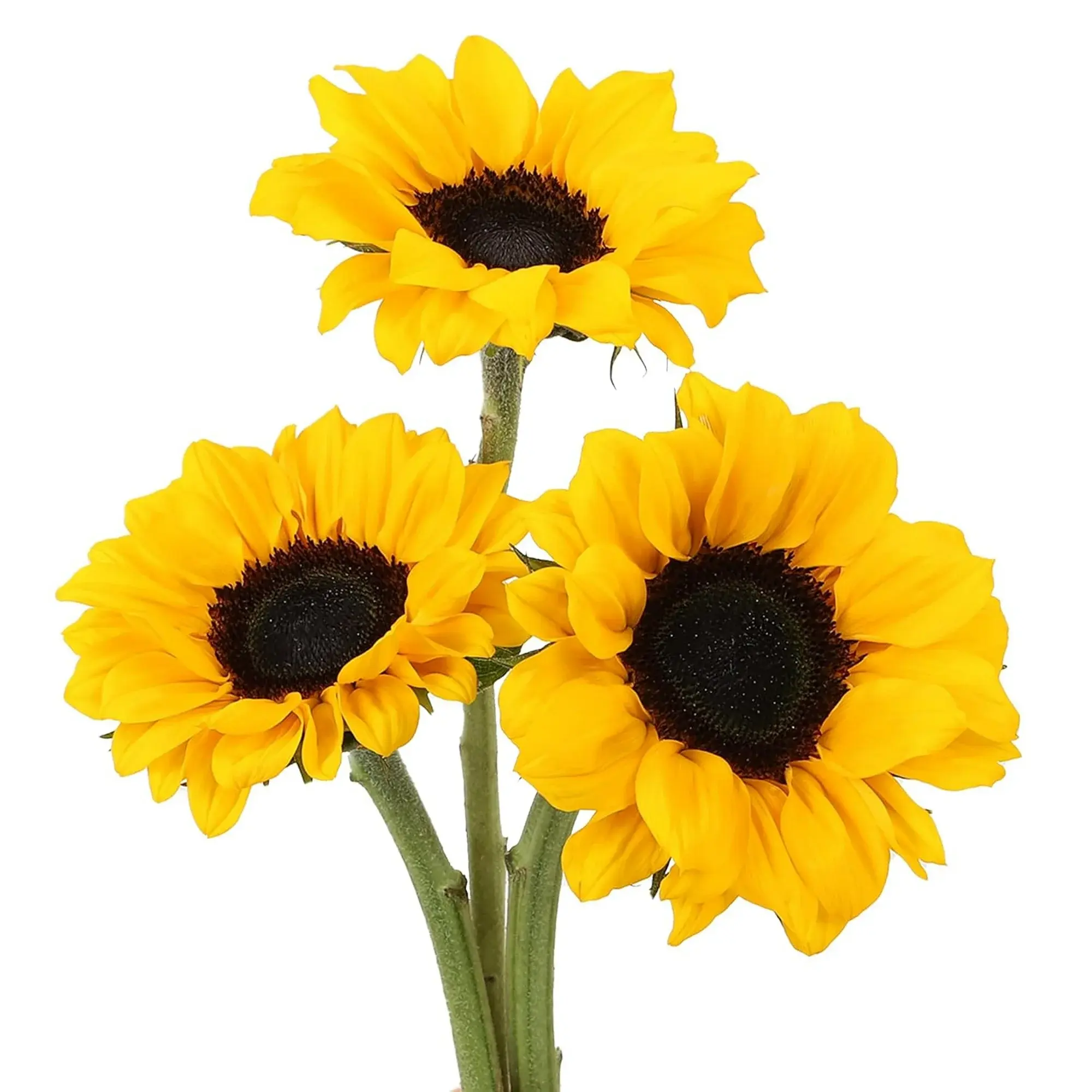 07631033-8ee5-4019-be19-fcebf41fdde6.04c741d2071dfc0efe4ceb3574631444.webp