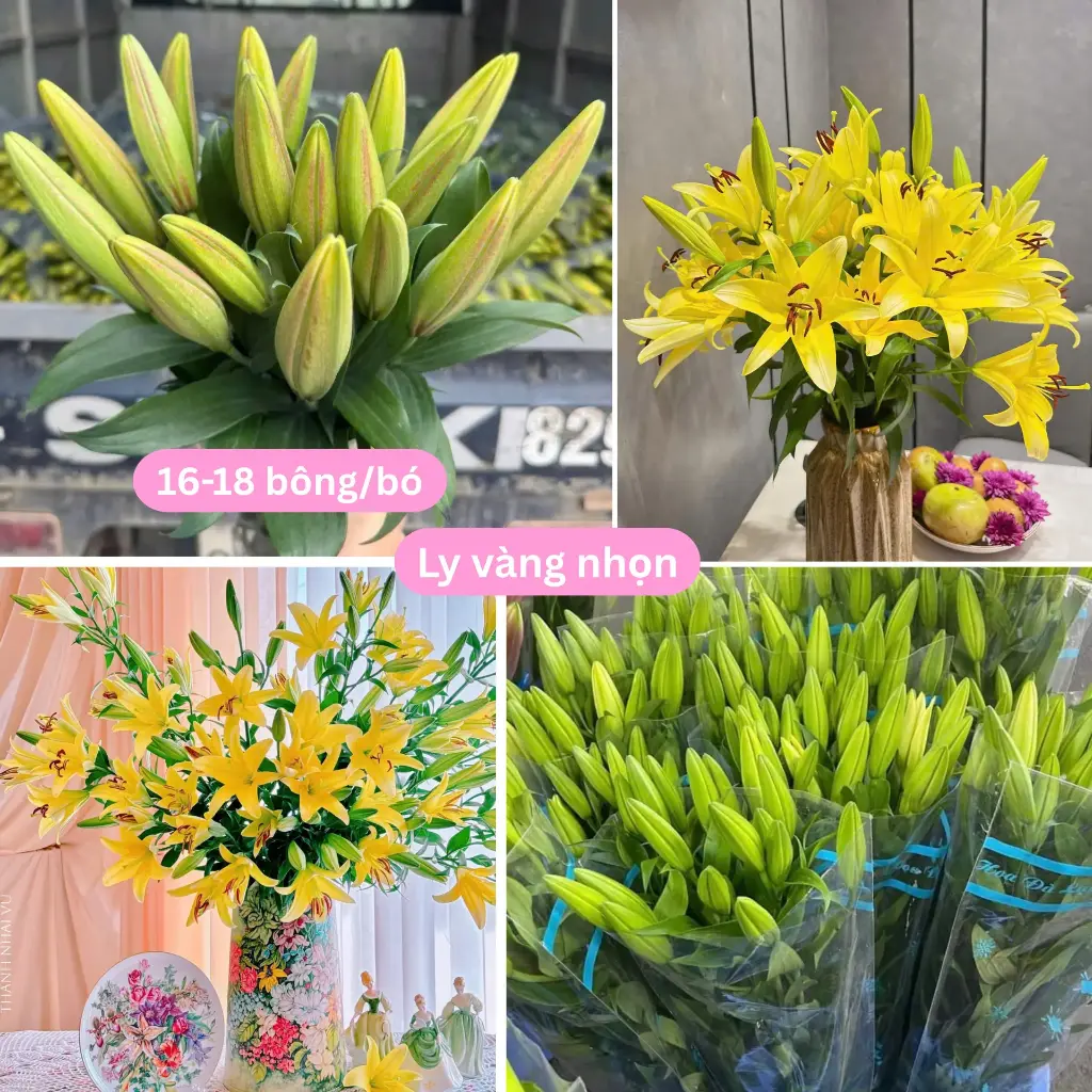 Lily vàng nhọn (5 cành = 16-18 bông/bó)