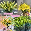 Lily vàng nhọn (5 cành = 16-18 bông/bó)