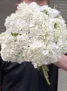 Cẩm Tú Cầu trắng, Đà Lạt (10 bông)
