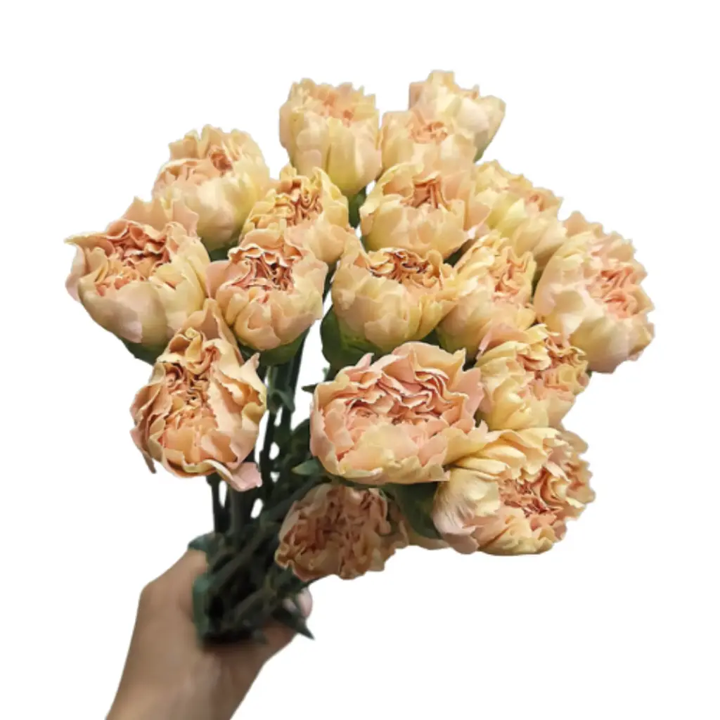 Cẩm chướng đơn, cam nhạt (15 cành)