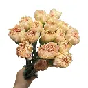 Cẩm chướng đơn, cam nhạt (15 cành)