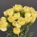 Cẩm chướng đơn vàng (15 cành)