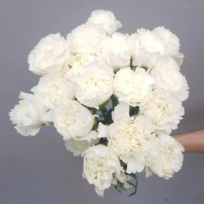 Cẩm chướng đơn trắng  (15 cành)
