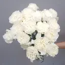 Cẩm chướng đơn trắng  (15 cành)