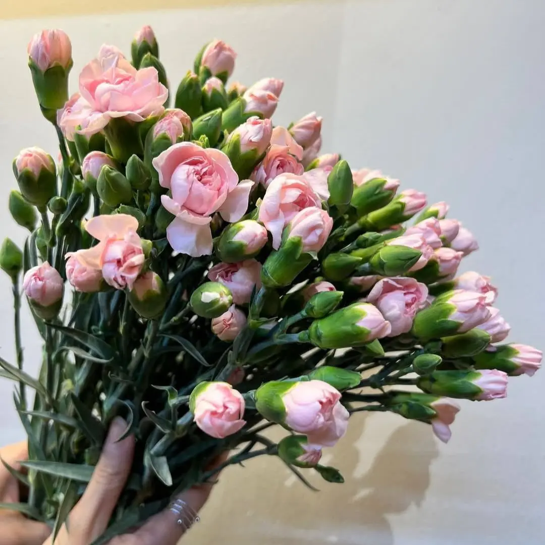  Cẩm chướng chùm hồng nhạt (20 cành)