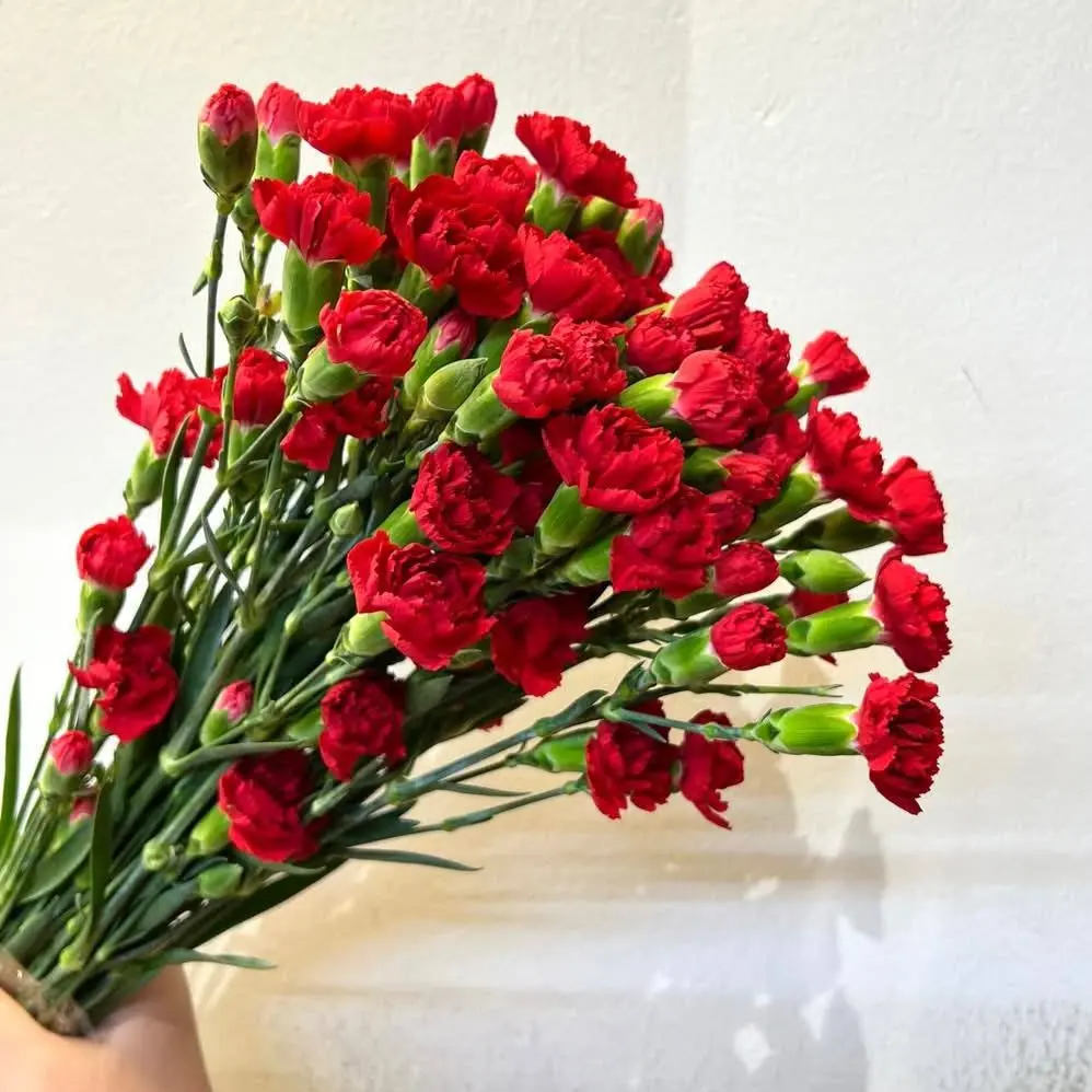  Cẩm chướng chùm đỏ (20 cành)