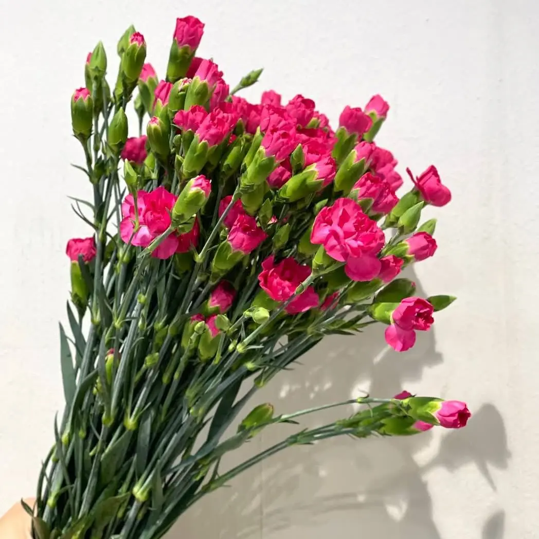Cẩm chướng chùm hồng (20 cành)