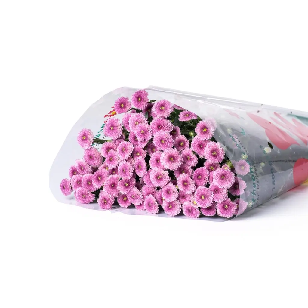 Cúc Calimero Hồng Đà Lạt (10 cành)