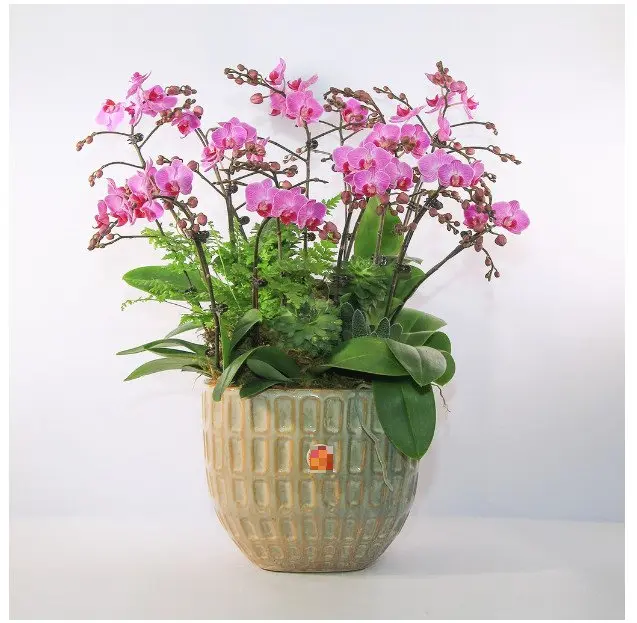 Hoa Lan hồ điệp - Mẫu 301
