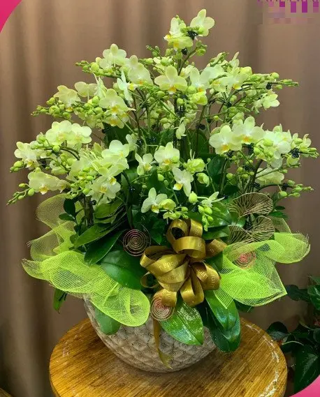 Hoa Lan hồ điệp - Mẫu 302