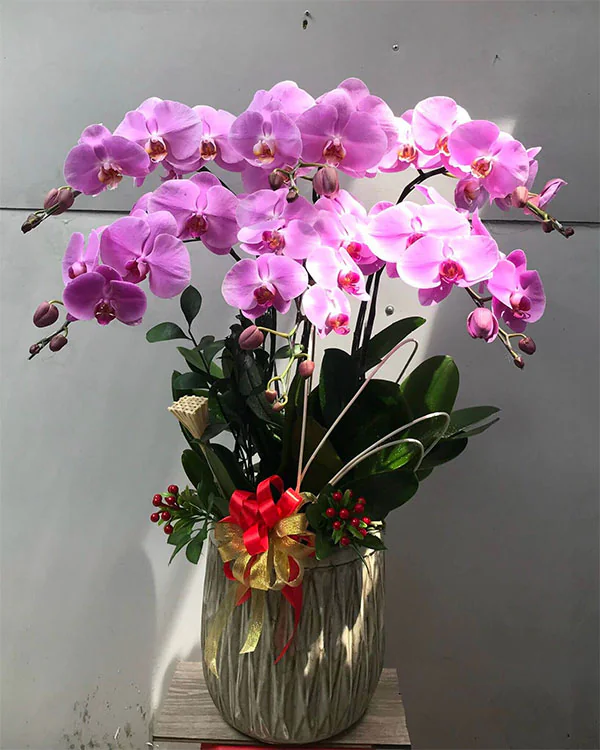 Hoa Lan hồ điệp - Mẫu 304