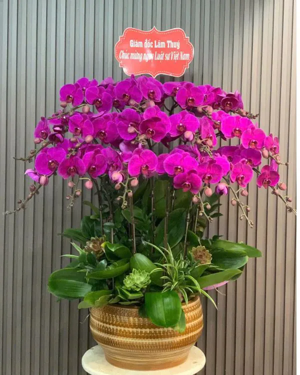 Hoa Lan hồ điệp - Mẫu 305