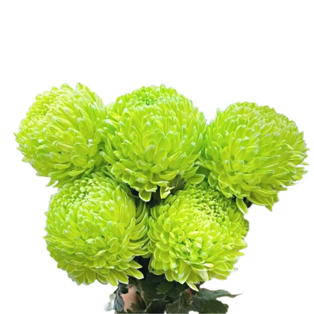 Cúc mẫu đơn xanh cốm (5 bông/bó)