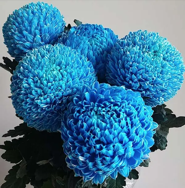 Cúc mẫu đơn xanh dương (5 bông/bó)