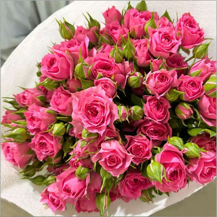 Hồng chùm hồng cánh sen đậm (Deep pink) (10 cành/bó)