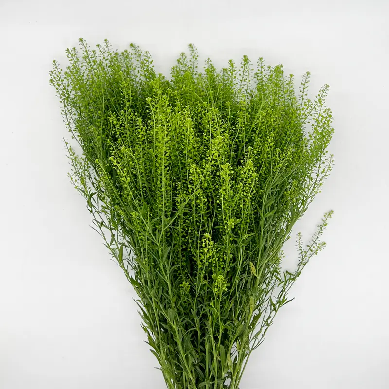 Lá Green Bell Cỏ Đồng Tiên Cắm Hoa (300g)