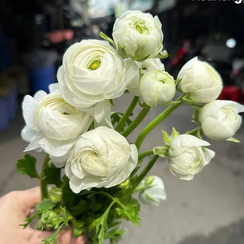 Hoa mao lương trắng (10 bông/bó)