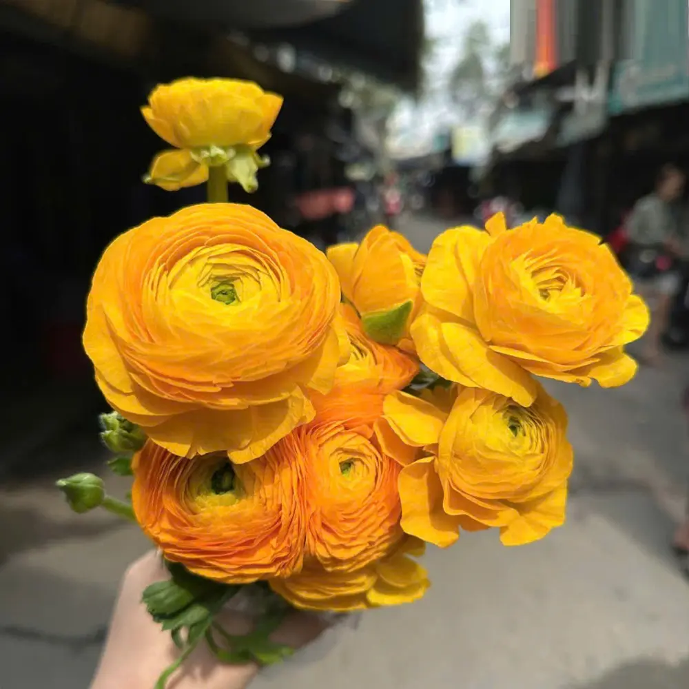 Hoa mao lương vàng (10 bông/bó)