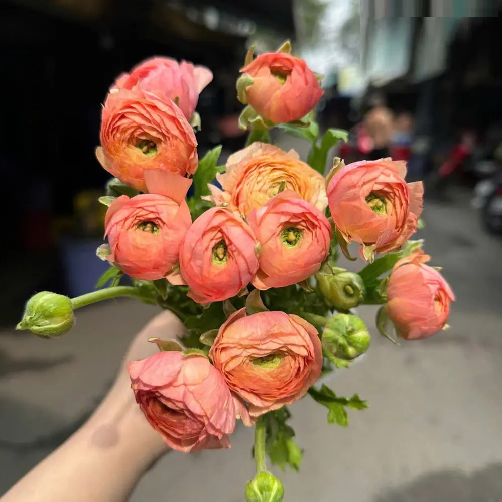 Hoa mao lương hồng (10 bông/bó)