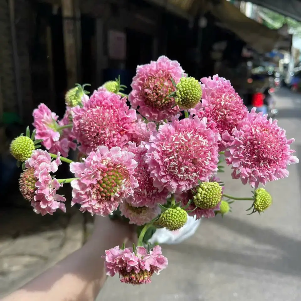 Scabiosa hồng (8-10 cành/bó)